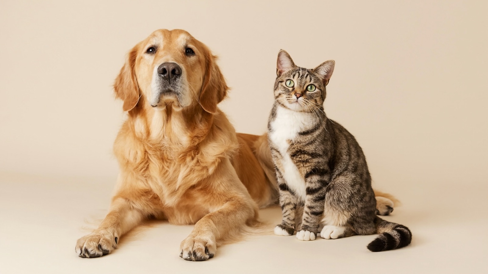 A golden retriever and a tabby cat sitting together