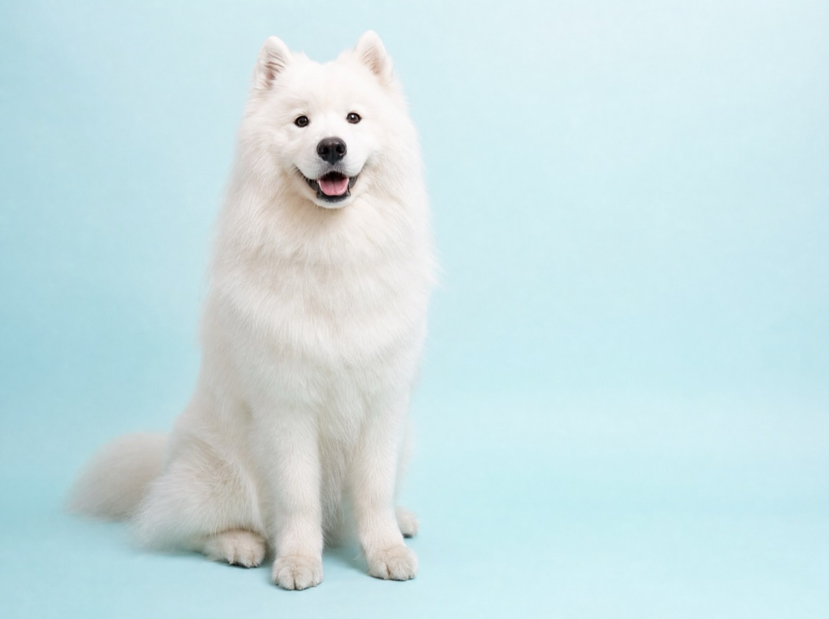 A fluffy white samoyed sitting against a plain pale-aqua studio backdrop